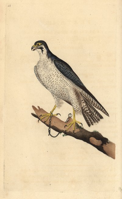 Faucon pèlerin, Falco peregrinus, enchaîné à une branche. Gravure à la main en cuivre dessinée et gravée par Edward Donovan de son propre "Histoire naturelle des oiseaux britanniques," Londres - Edward Donovan