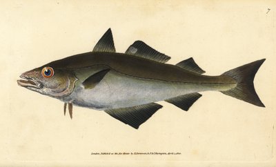 Lieu jaune, Pollachius pollachius - Edward Donovan