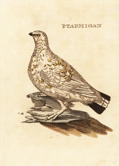 Lagopède des saules, Lagopus lagopus - Edward Donovan