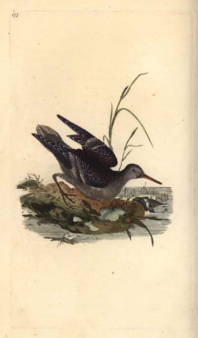 Bécasseau violet, Calidris maritima. Gravure sur cuivre colorée à la main tirée de l
