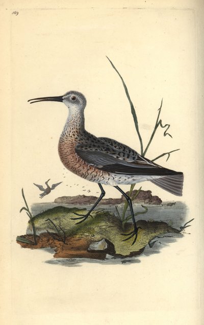 Courlis pygmée ou petit courlis, Numenius minutus. Gravure à la main en cuivre dessinée et gravée par Edward Donovan de son propre « Histoire naturelle des oiseaux britanniques », Londres - Edward Donovan