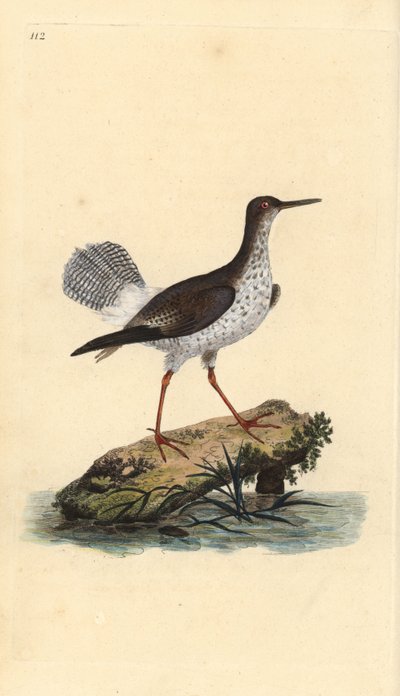 Chevalier gambette, Tringa totanus - Edward Donovan
