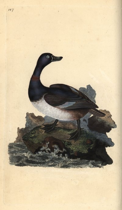 Fuligule à collier, Aythya collaris. Gravure à la main en cuivre dessinée et gravée par Edward Donovan de son Histoire naturelle des oiseaux britanniques, Londres - Edward Donovan