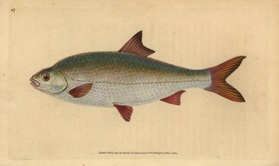 Gardon, Rutilus rutilus (Cyprinus ritulus). Gravure sur cuivre coloriée à la main dessinée et gravée par Edward Donovan de son « Histoire naturelle des poissons britanniques », Donovan et F.C. et J. Rivington, Londres - Edward Donovan