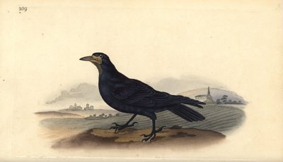Corbeau freux, Corvus frugilegus - Edward Donovan