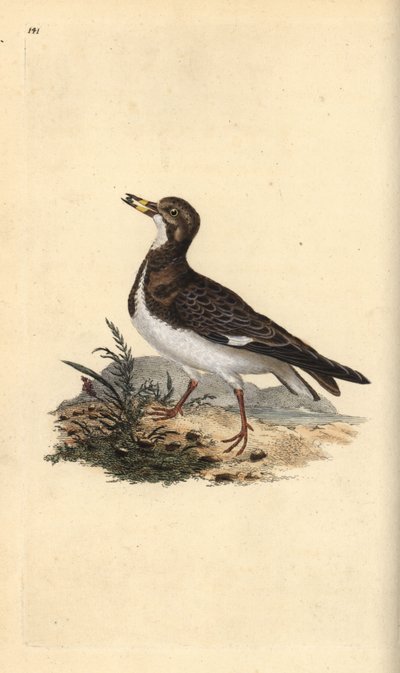 Tournepierre à collier, Arenaria interpres - Edward Donovan
