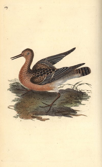 Combattant varié, Philomachus pugnax, femelle. Gravure sur cuivre colorée à la main tirée de l