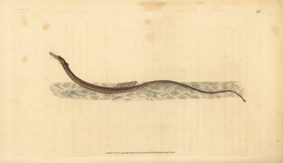 Poisson-pipe de Sargasse. Gravure à la main par Edward Donovan de son Histoire naturelle des poissons britanniques - Edward Donovan