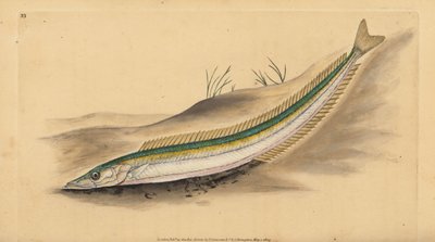 Lançon ou anguille de sable, Ammodytes tobianus. Gravure à la main par Edward Donovan de son Histoire naturelle des poissons britanniques - Edward Donovan