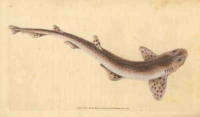 Petite roussette, Scyliorhinus canicula - Edward Donovan