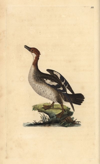 Harle piette, Mergellus albellus, femelle. Gravure sur cuivre coloriée à la main dessinée et gravée par Edward Donovan de son propre « Histoire naturelle des oiseaux britanniques », Londres - Edward Donovan