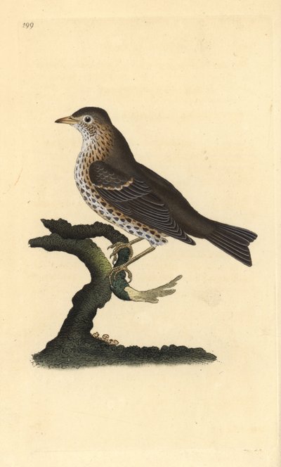 Grive musicienne, Turdus philomelos. Gravure à la main en cuivre dessinée et gravée par Edward Donovan de son propre Histoire naturelle des oiseaux britanniques, Londres - Edward Donovan