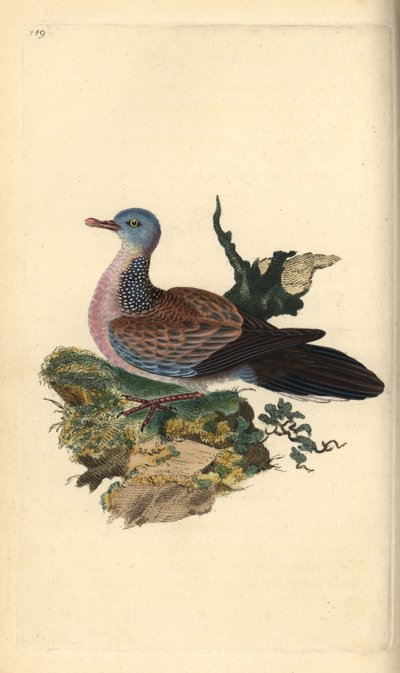 Tourterelle tachetée ou pancou, Spilopelia chinensis. Gravure à la main en cuivre dessinée et gravée par Edward Donovan de son propre "Histoire naturelle des oiseaux britanniques," Londres - Edward Donovan