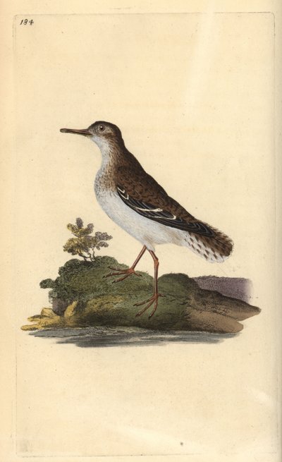 Chevalier grivelé, Actitis macularia. Gravure sur cuivre colorée à la main tirée de l