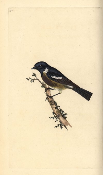 Traquet pâtre, Saxicola rubicola. Gravure à la main en cuivre dessinée et gravée par Edward Donovan de son propre Histoire naturelle des oiseaux britanniques, Londres - Edward Donovan