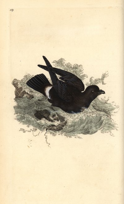 Océanite tempête, Hydrobates pelagicus. Gravure à la main en cuivre dessinée et gravée par Edward Donovan de son Histoire naturelle des oiseaux britanniques, Londres - Edward Donovan
