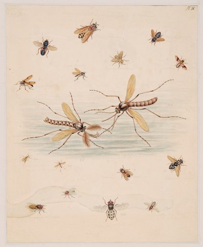 Études d