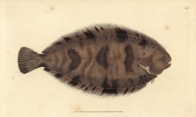 Sole épaisse, Microchirus variegatus. Gravure à la main en cuivre dessinée et gravée par Edward Donovan de son Histoire naturelle des poissons britanniques, Donovan et F.C. et J. Rivington, Londres - Edward Donovan
