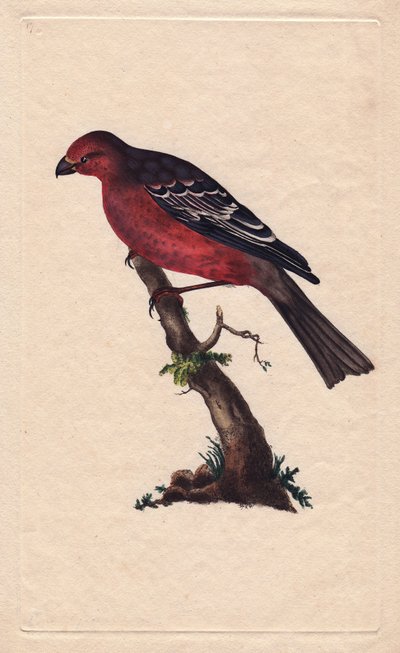 Durbec des sapins. Pinicola enucleator. Gravure sur cuivre par Edward Donovan, publiée dans "Histoire naturelle des oiseaux britanniques" - Edward Donovan
