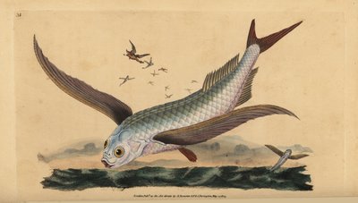 Poisson volant tropical à deux ailes ou poisson volant commun. Gravure à la main en cuivre dessinée et gravée par Edward Donovan de son Histoire naturelle des poissons britanniques, Donovan et F.C. et J. Rivington, Londres - Edward Donovan