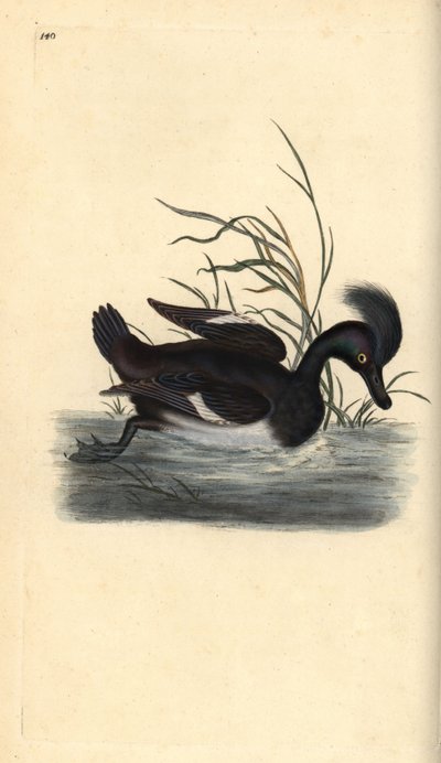 Fuligule morillon, Aythya fuligula - Edward Donovan