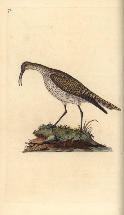 Courlis corlieu, Numenius phaeopus. Gravure à la main en cuivre dessinée et gravée par Edward Donovan de son propre Histoire naturelle des oiseaux britanniques, Londres - Edward Donovan