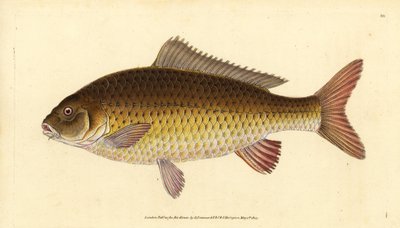 Carpe commune sauvage, Cyprinus carpio - Edward Donovan