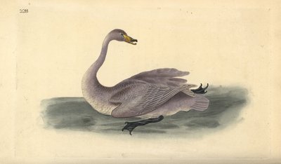 Cygne sauvage (immature). Gravure à la main par Edward Donovan de son Histoire naturelle des oiseaux britanniques - Edward Donovan
