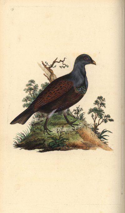 Grand tétras. Tetrao urogallus. Gravure à la main par Edward Donovan de son "Histoire naturelle des oiseaux britanniques" - Edward Donovan