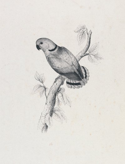  - Edward Lear