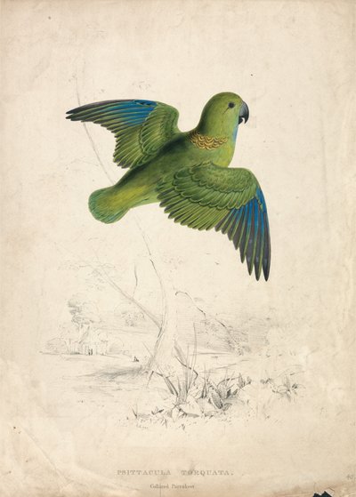 Perruche à collier (planche 40) - Edward Lear