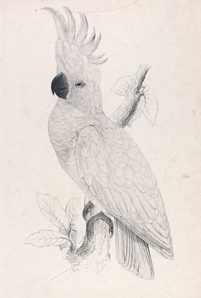  - Edward Lear
