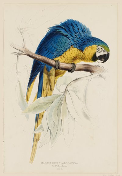  - Edward Lear