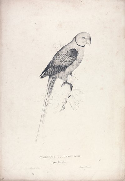 Palaeornia Columbiodes / Perruche-pigeon (Planche 31) - Edward Lear