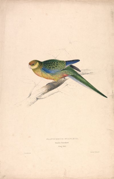 Platycercus Stanley II / Perruche de Stanley (jeune mâle) (Planche 24) - Edward Lear