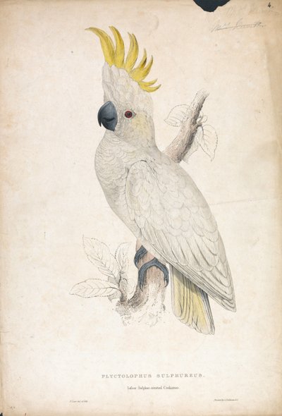  - Edward Lear