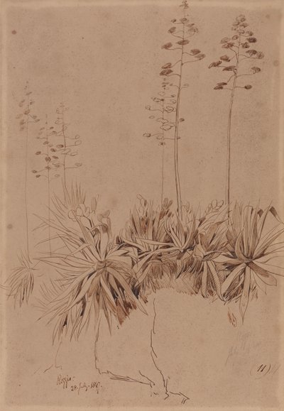 Reggio - Edward Lear
