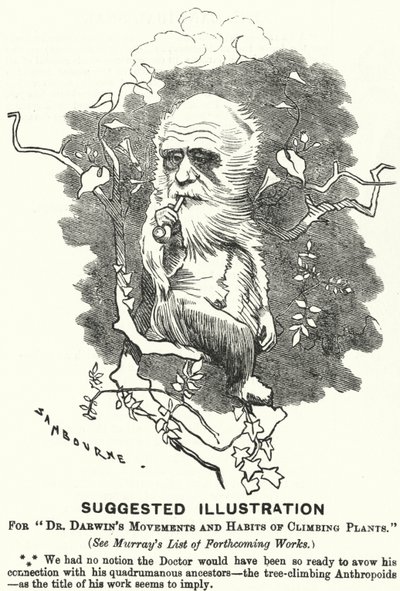Caricature de Punch : Illustration suggérée pour Les mouvements et habitudes des plantes grimpantes du Dr Darwin - Edward Linley (after) Sambourne