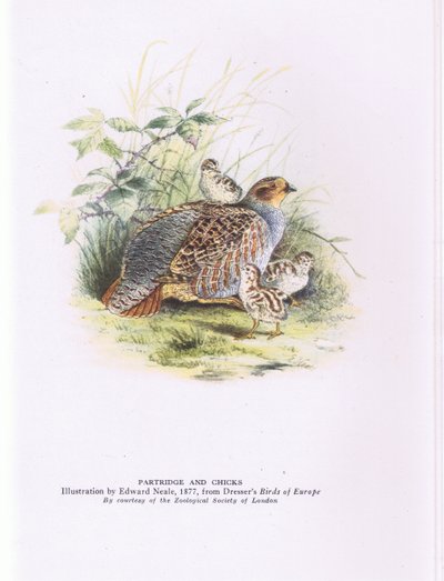 Perdrix et poussins, Nature en Grande-Bretagne publié par Collins - Edward Neale