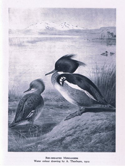 Harle huppé, Nature en Grande-Bretagne publiée par Collins, 1946 - Edward Neale