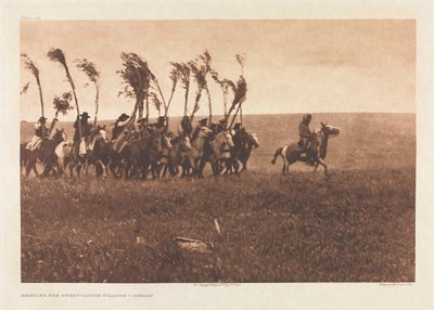 Portfolio VI, Planche 205: Apportant les saules de la hutte de sudation - Piegan - Edward S. Curtis