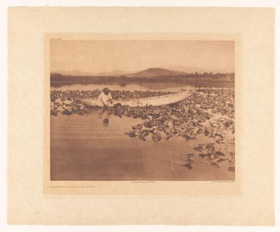 Cueillette des « wokas » - Klamath - Edward Sheriff Curtis