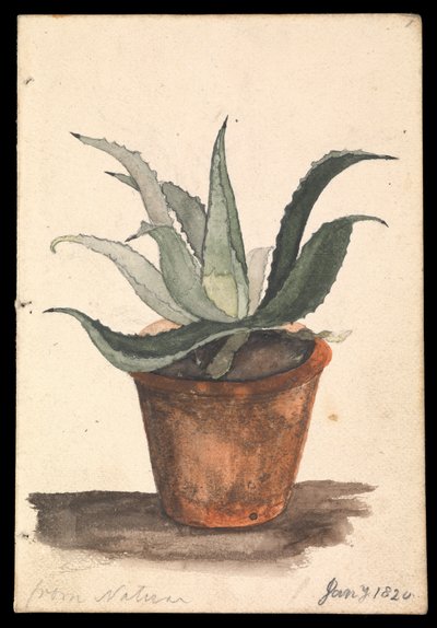 Un pot de fleurs avec un cactus y poussant, inscrit 