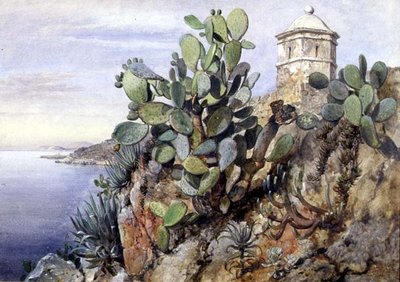 Cactus Opuntia, Monaco - Edward William Cooke