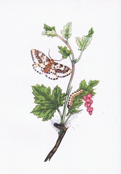 Papillon de groseille, Nature en Grande-Bretagne publiée par Collins, 1946 - Edward after Donovan