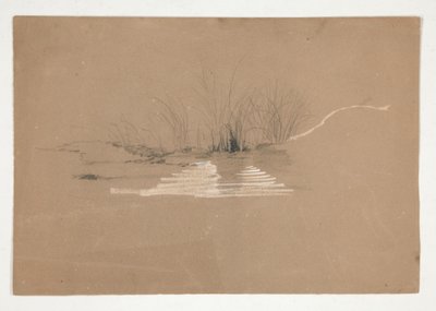 Arbres sur la rive d