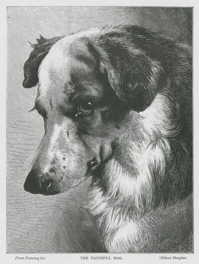 Le chien fidèle (gravure) - Edwin Douglas