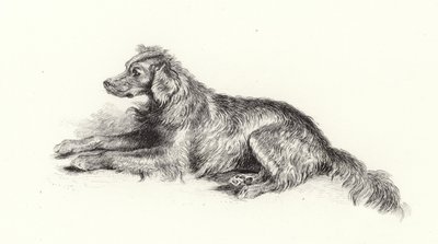 Un Chien Setter - Edwin Landseer
