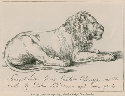 Lion du Sénégal de l