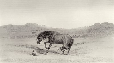 Effrayé! - Edwin Landseer